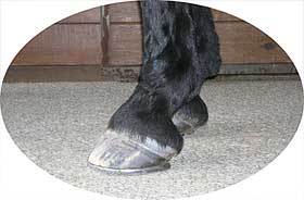 hoof