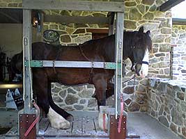 draft horse in stocks