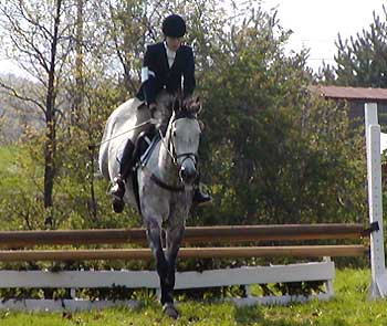 horse